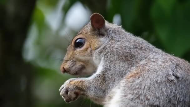 Eastern Gray Squirrel Also Known Grey Squirrel Depending Region Tree — Stock Video