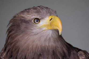 Beyaz kuyruklu kartal (bazen 