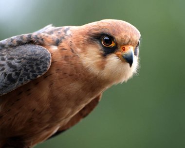 Kızıl ayaklı şahin, eski adıyla kırmızı ayaklı şahin, yırtıcı bir kuştur. Falconidae familyasına ait, şahinler..