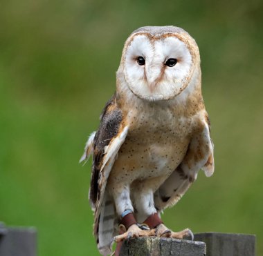 Ahırdaki baykuşlar, Tyto cinsindeki baykuşlar dünyanın en yaygın olarak dağılan baykuş cinsidir. Orta büyüklükte baykuşlar, büyük kafaları ve kalp şeklinde yüzleri var..