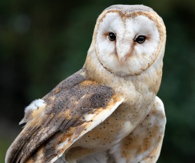 Ahırdaki baykuşlar, Tyto cinsindeki baykuşlar dünyanın en yaygın olarak dağılan baykuş cinsidir. Orta büyüklükte baykuşlar, büyük kafaları ve kalp şeklinde yüzleri var..