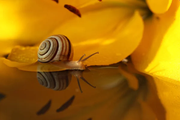 Small Snail Summer Garden — ストック写真