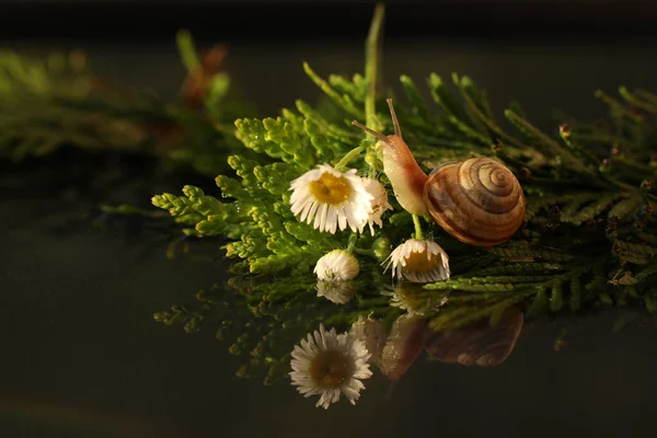 Small Snail Summer Garden — стоковое фото