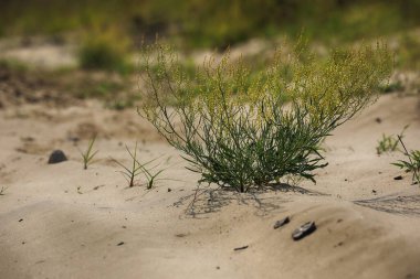 Bahçedeki yeşil dal. Kapat.