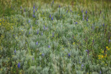 abstrackt background of green grass