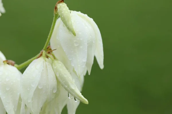 Weiße Blumen Nach Dem Regen — Stockfoto