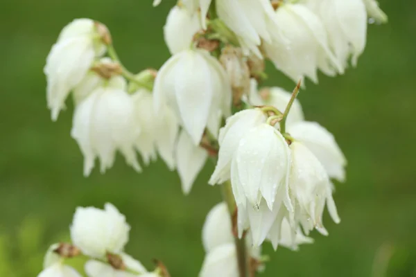 Weiße Blumen Nach Dem Regen — Stockfoto