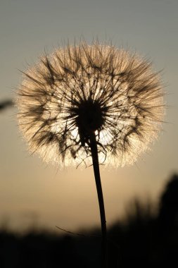 Güneş ışığında karahindiba tohumları. Makro tohumu