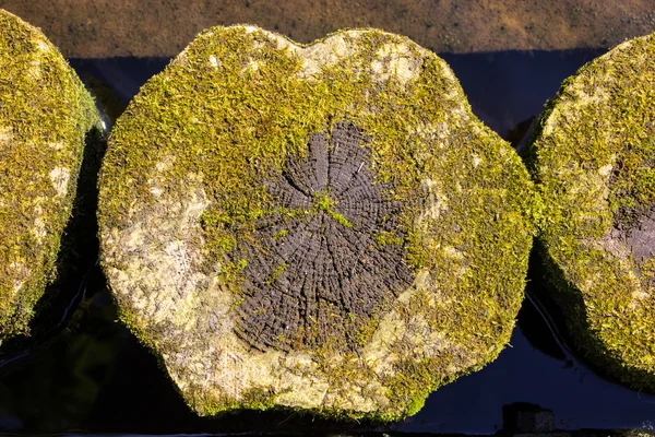 Eski ağaç gövdesi su yosun ile