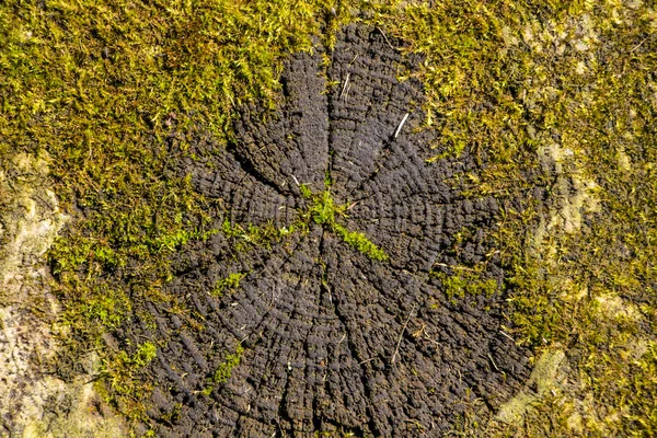 Antiguo tronco de árbol con musgo en el agua —  Fotos de Stock