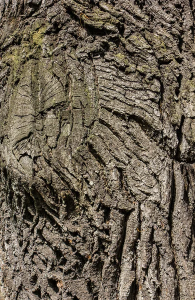 L'écorce de chêne avec branche sciée — Photo