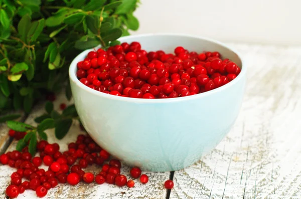 Cowberries — Stok fotoğraf