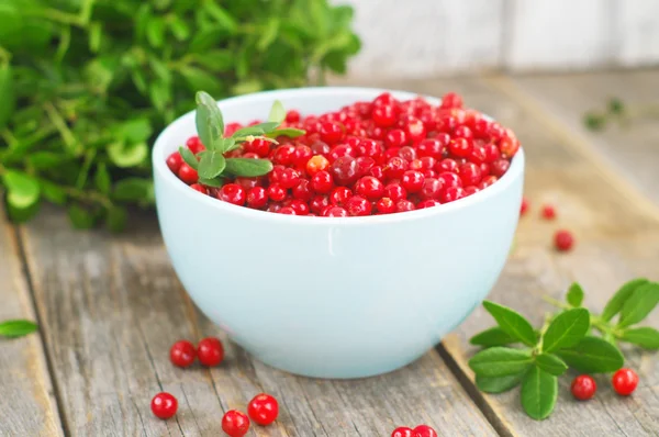 Cowberries — Stok fotoğraf