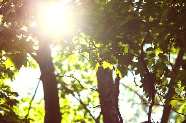 Güneş ışınları ağaç dalları ile ışık