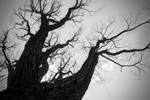 Одинокое сухое мёртвое дерево — стоковое фото