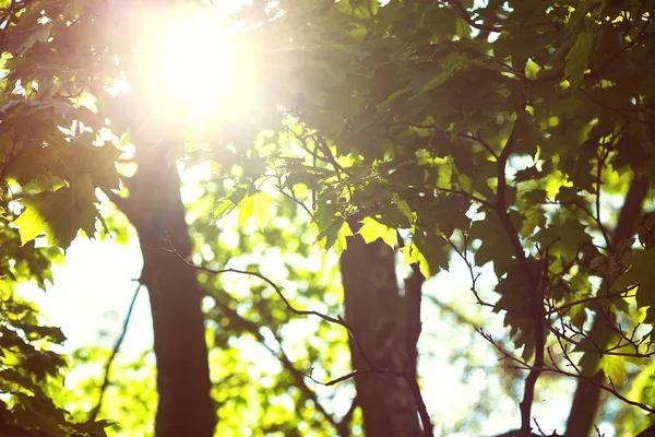 Güneş ışınları ağaç dalları ile ışık