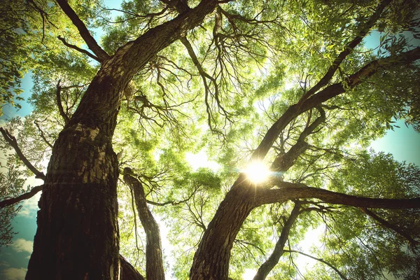 Beams of sun in green tree branches — Stock Photo, Image