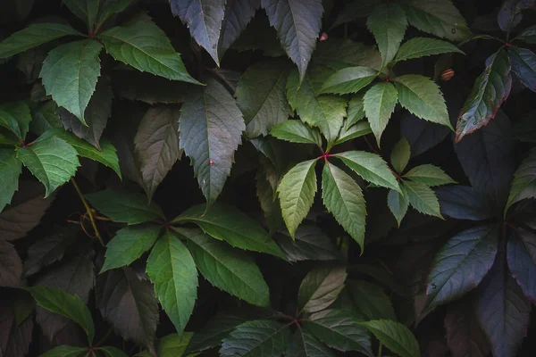 Lush foliage background. Green plants leaves.  Nature ecology concept