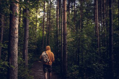 Yeşil ormanda sırt çantalı bir adam yürüyüş yapıyor. Arkadan bak. Sağlıklı insanlar etkinlik kavramı.