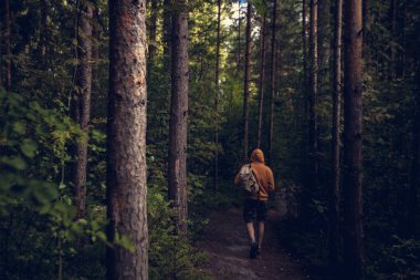 Yeşil ormanda sırt çantalı bir adam yürüyüş yapıyor. Arkadan bak. Sağlıklı insanlar etkinlik kavramı.