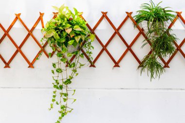 Beyaz duvara karşı zarif elmas kafeslerde yeşil sarmaşıklar ve otlar.