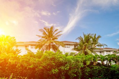 Bereketli yeşillikleri ve parlak gökyüzüne karşı palmiye ağaçları olan tropik cennet..