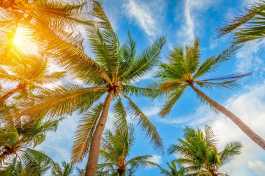 Güneşli mavi gökyüzünün altında parlak güneş ışığı ve sallanan yapraklarla tropik palmiye ağaçları..