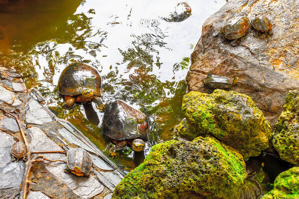 Turtles resting on rocks in a natural pond environment.