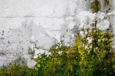 Yeşil yosunlu ve çatlamış desenli yaşlı bir duvar..