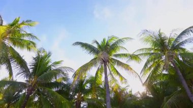 Tropik palmiye ağaçları, güneşli mavi gökyüzünün altında sallanıyor.