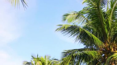 Tropikal palmiye ağaçları açık mavi gökyüzüne doğru yavaşça sallanıyorlar.