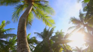 Tropikal palmiye ağaçları açık mavi gökyüzüne karşı parlak güneş ışığında sallanıyor.