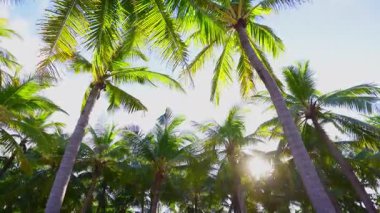 Bereketli tropikal palmiyeler, sakin mavi gökyüzünün ortasında yavaşça sallanıyor.