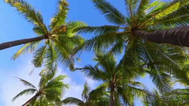 Güneşli havada açık mavi gökyüzüne karşı tropik hindistan cevizi palmiyesi hareketi