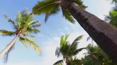 Tropikal palmiye ağaçları güneşli cennette berrak mavi gökyüzünün altında yavaşça sallanıyor.
