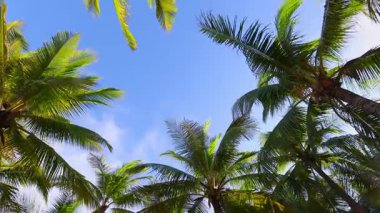 Tropik palmiye ağaçları güneşli bir günde açık mavi gökyüzünün altında yavaşça sallanırlar.