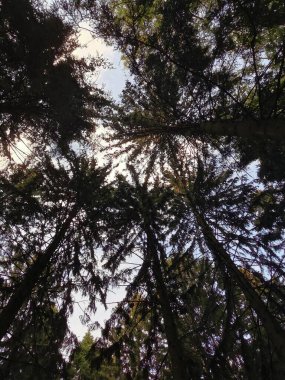 Koyu renk ağaçlar yazın taç giyer. Parkta mavi gökyüzü parçalarıyla.