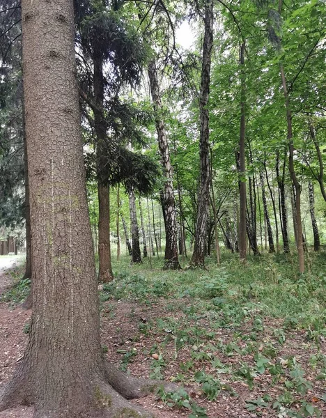 Большой Ствол Дерева Переднем Плане Парк Различных Деревьев Заднем Плане — стоковое фото
