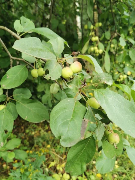 Ett Gäng Små Gröna Äpplen Trädgren Bredvid Resten Äppelträden Parken — Stockfoto