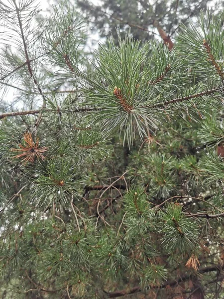 公園内の他のトウヒの木の背景に茶色のハートの長い緑のモミの針 — ストック写真