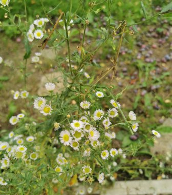 Bahçesinde yeşil yaprakları olan papatya çiçekleri güneşli bir yaz gününde