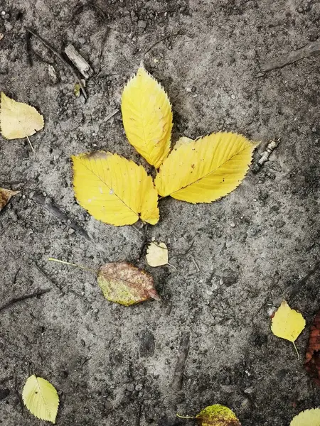 Leuchtend Gelbe Herbstblätter Auf Dunkelbraun Grauem Grund Park — Stockfoto