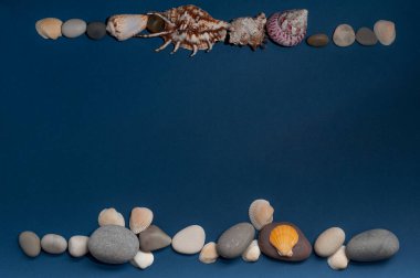 Mavi arka planda bir çerçeve şeklinde güzel deniz kabukları