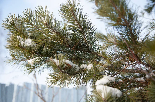 Besneeuwde Dennentak Een Zonnige Dag — Stockfoto