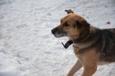 Şirin köpek karda oturup sahibini bekliyor.