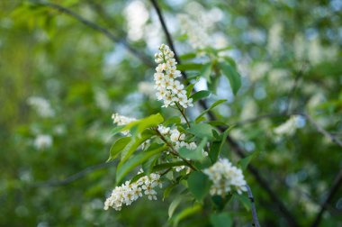 Bahar yeşilliğinde çiçek açan kiraz dalları.