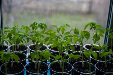 Pencerede domates fideleri