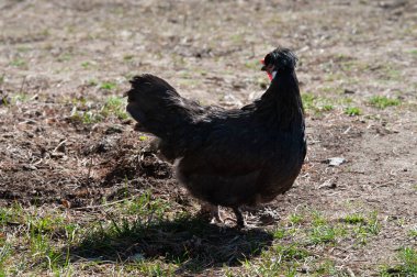 Siyah tavuk başını yana çevirdi.