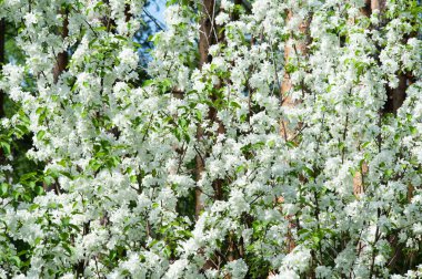 Çiçekli kuş kirazının arkaplanı
