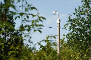 Yoğun yeşillikler arasında sokak lambası